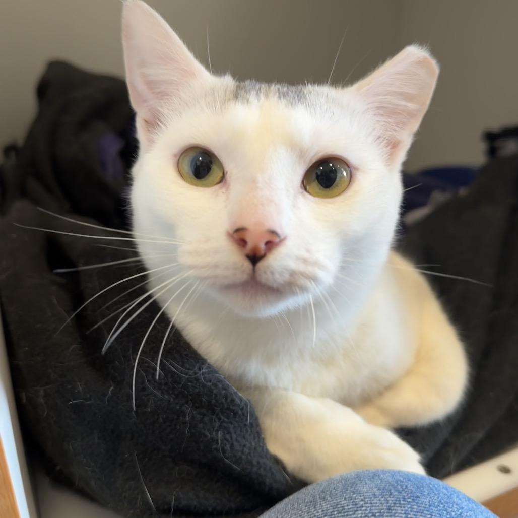 Enlarge Sailor Venus, a Adoptable Domestic Short Hair in Buellton, CA image 1/4