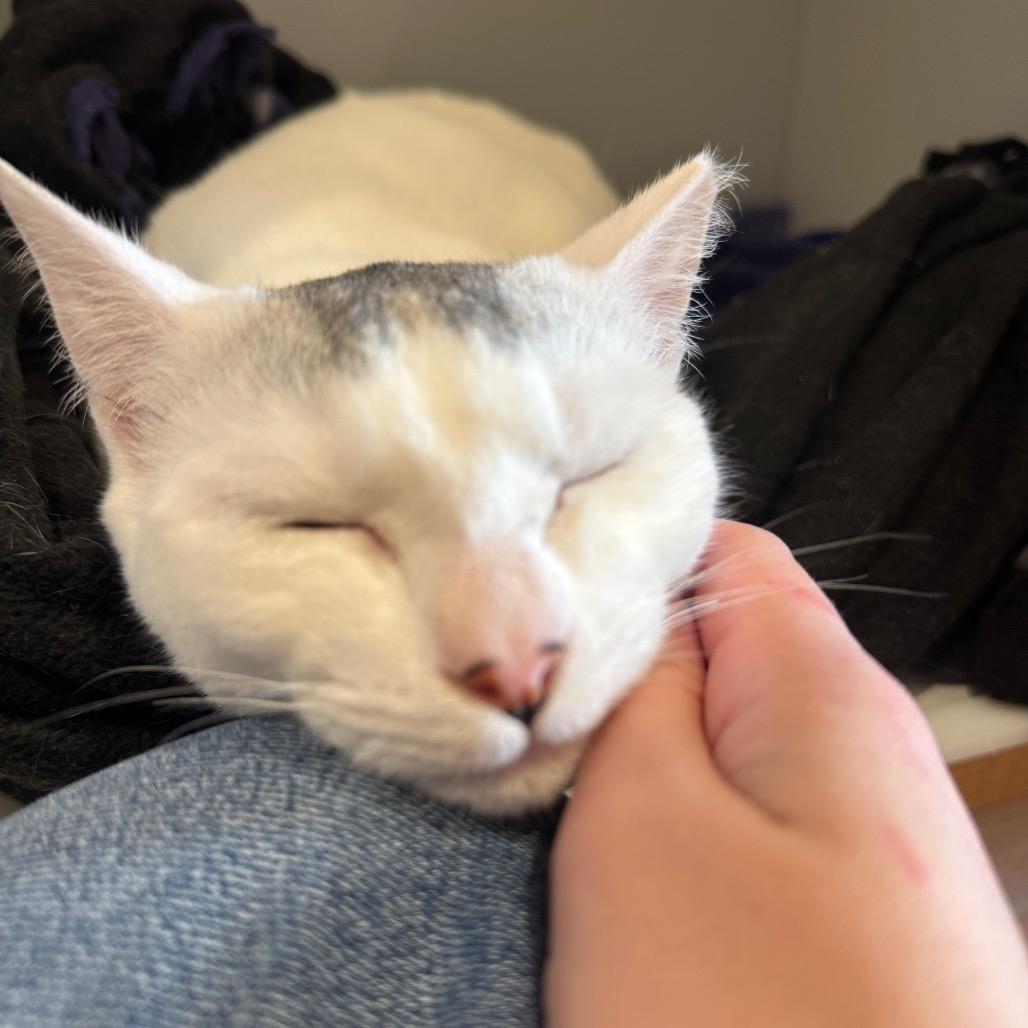 Enlarge Sailor Venus, a Adoptable Domestic Short Hair in Buellton, CA image 2/4