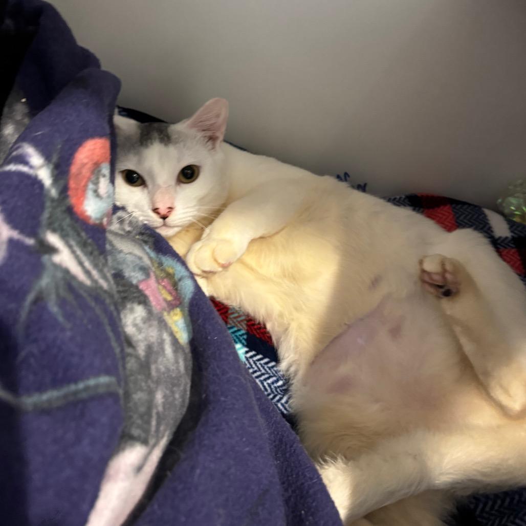 Enlarge Sailor Venus, a Adoptable Domestic Short Hair in Buellton, CA image 3/4