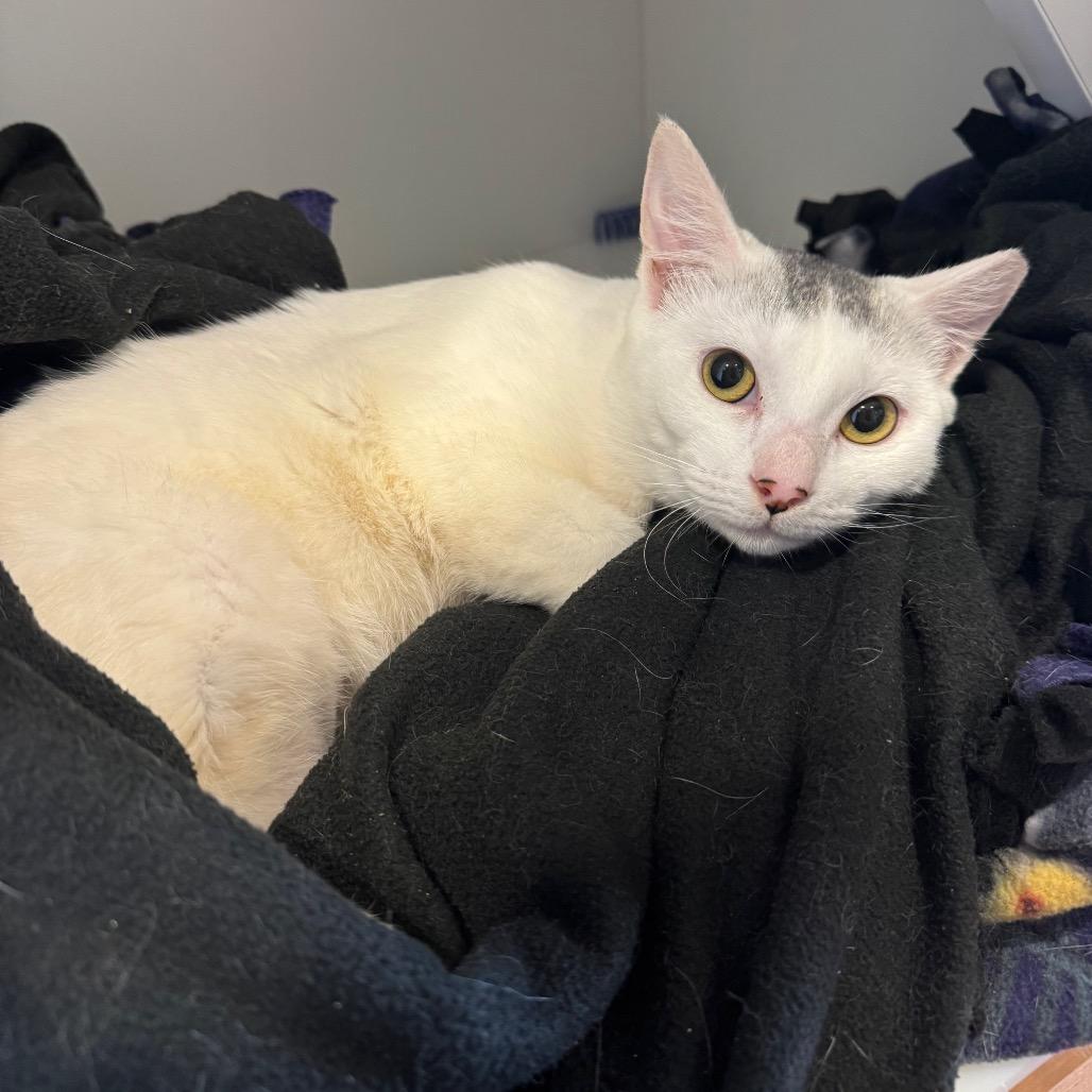 Enlarge Sailor Venus, a Adoptable Domestic Short Hair in Buellton, CA image 4/4