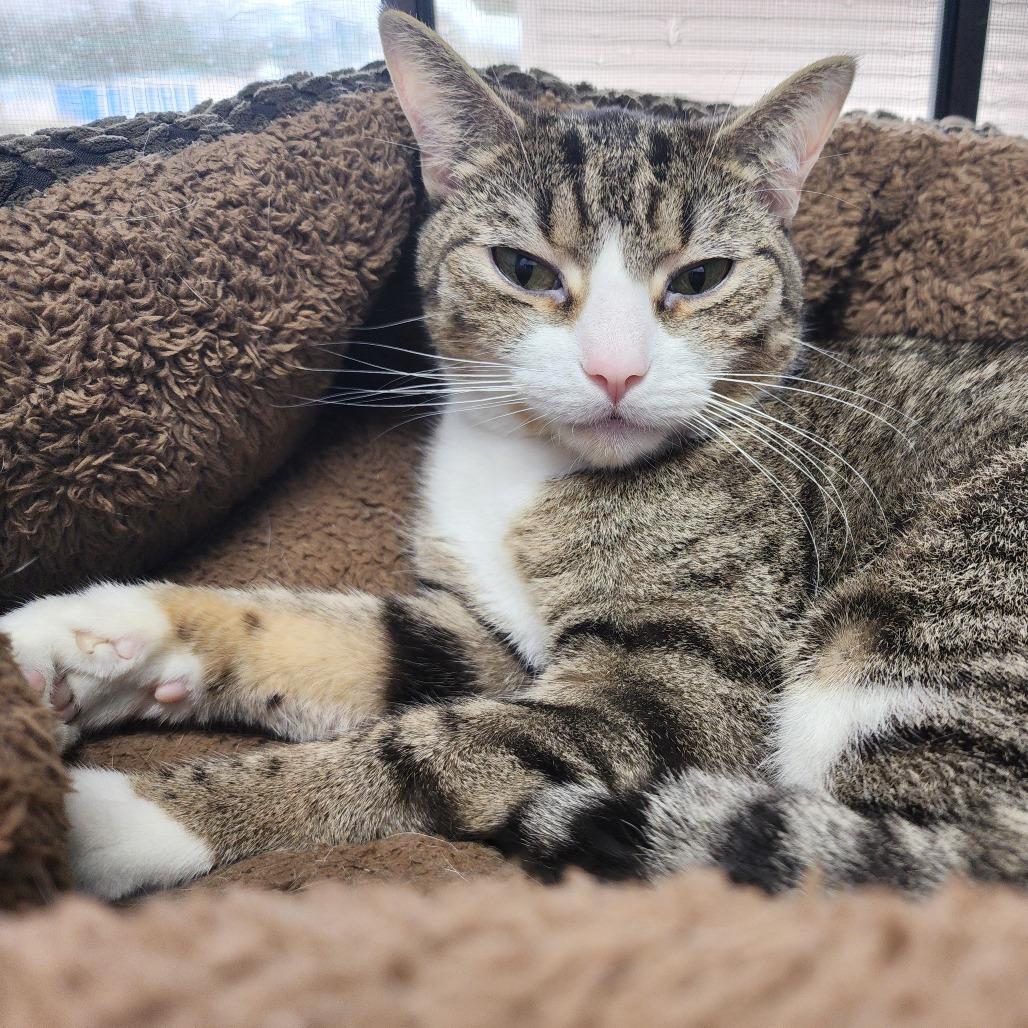Theodora, Adoptable, Adult Female Domestic Short Hair.