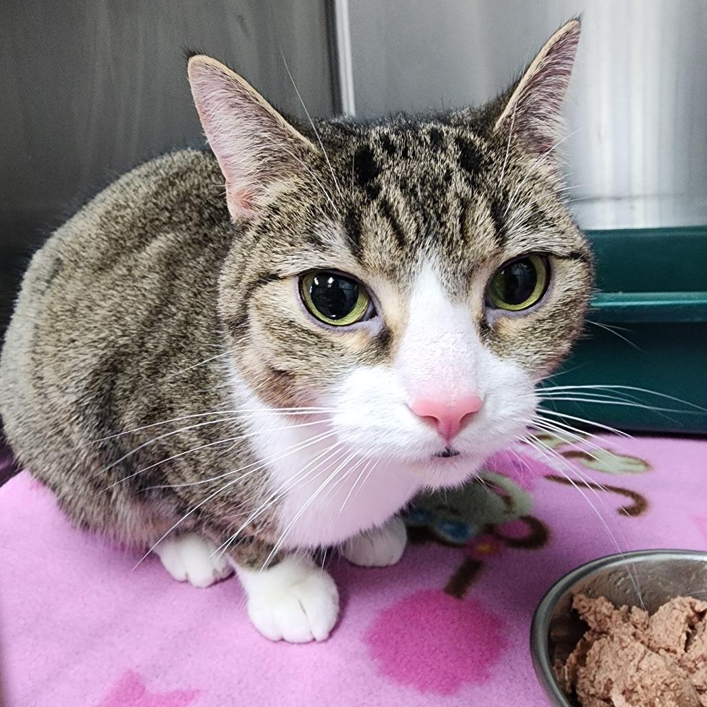 Enlarge Theodora, a Adoptable Domestic Short Hair in Dixon, IL image 1/1