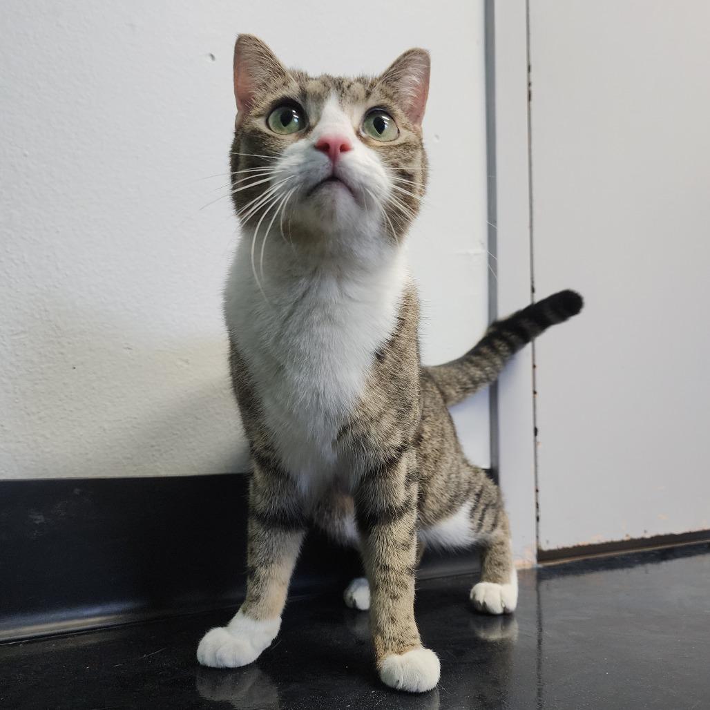 Enlarge Theodora, a Adoptable Domestic Short Hair in Dixon, IL image 3/4