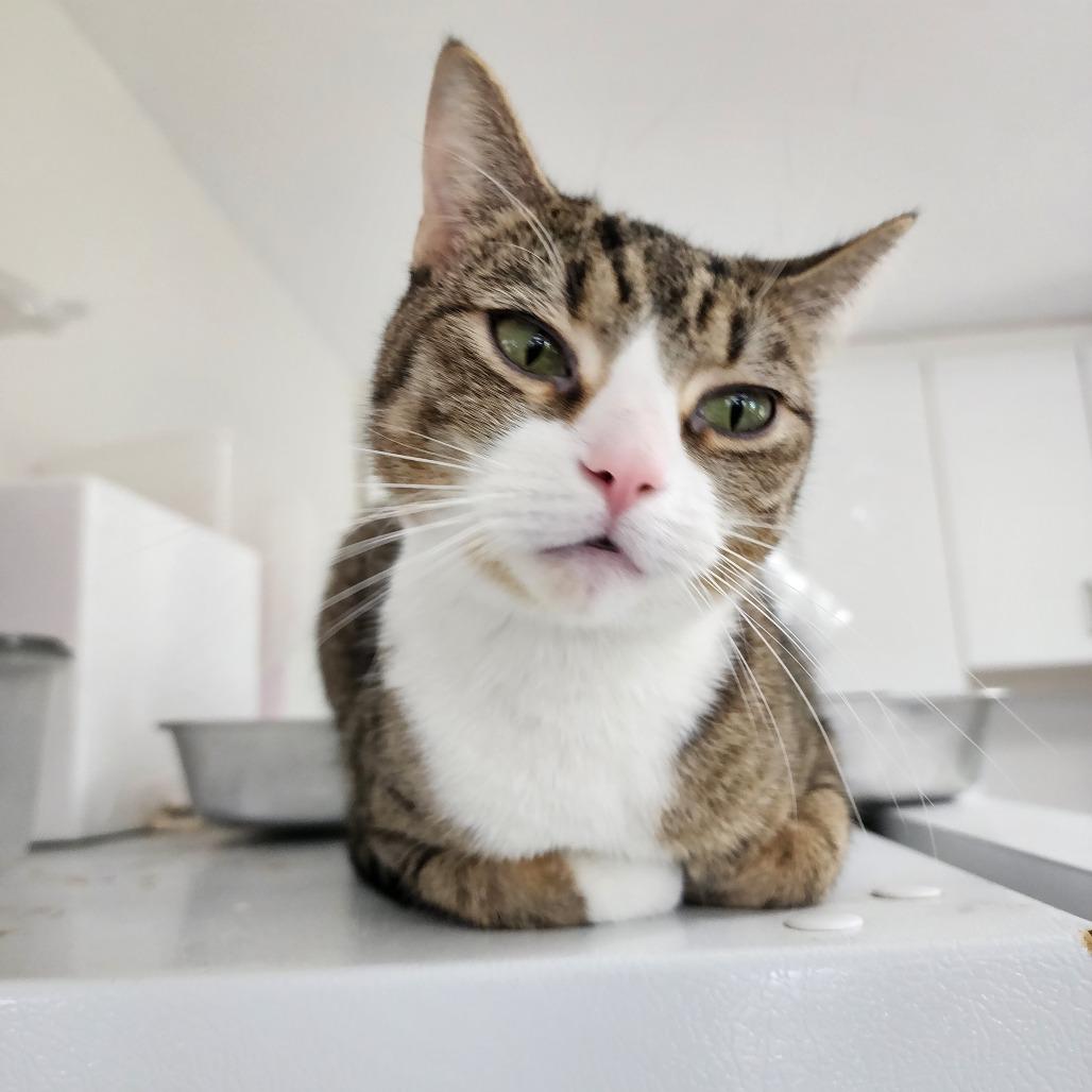 Enlarge Theodora, a Adoptable Domestic Short Hair in Dixon, IL image 4/4