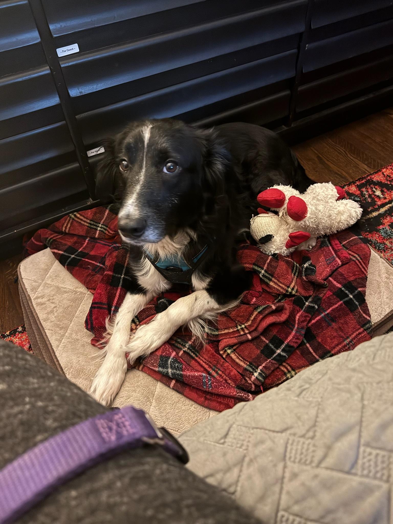 Enlarge Mr.Pickles, a Adoptable mixed breed in Nashville, TN image 3/5