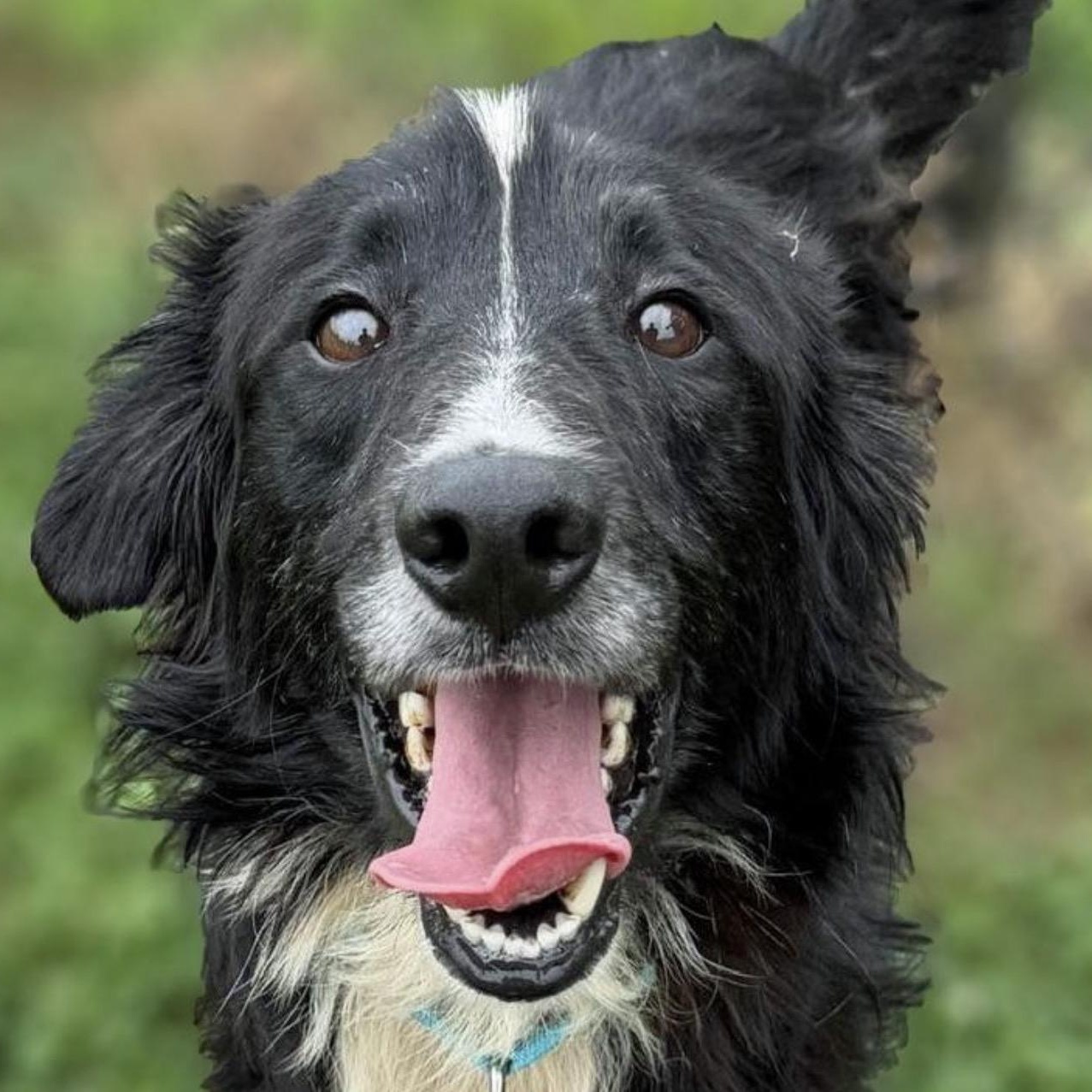 Enlarge Mr.Pickles, a ADOPTABLE mixed breed in Nashville, TN image 1/1