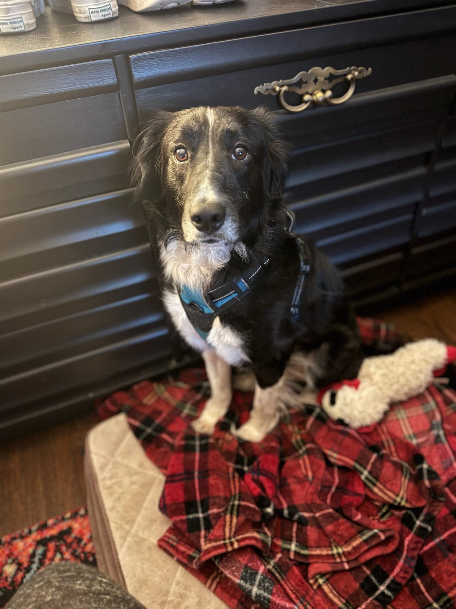 Enlarge Mr.Pickles, a Adoptable mixed breed in Nashville, TN image 1/5