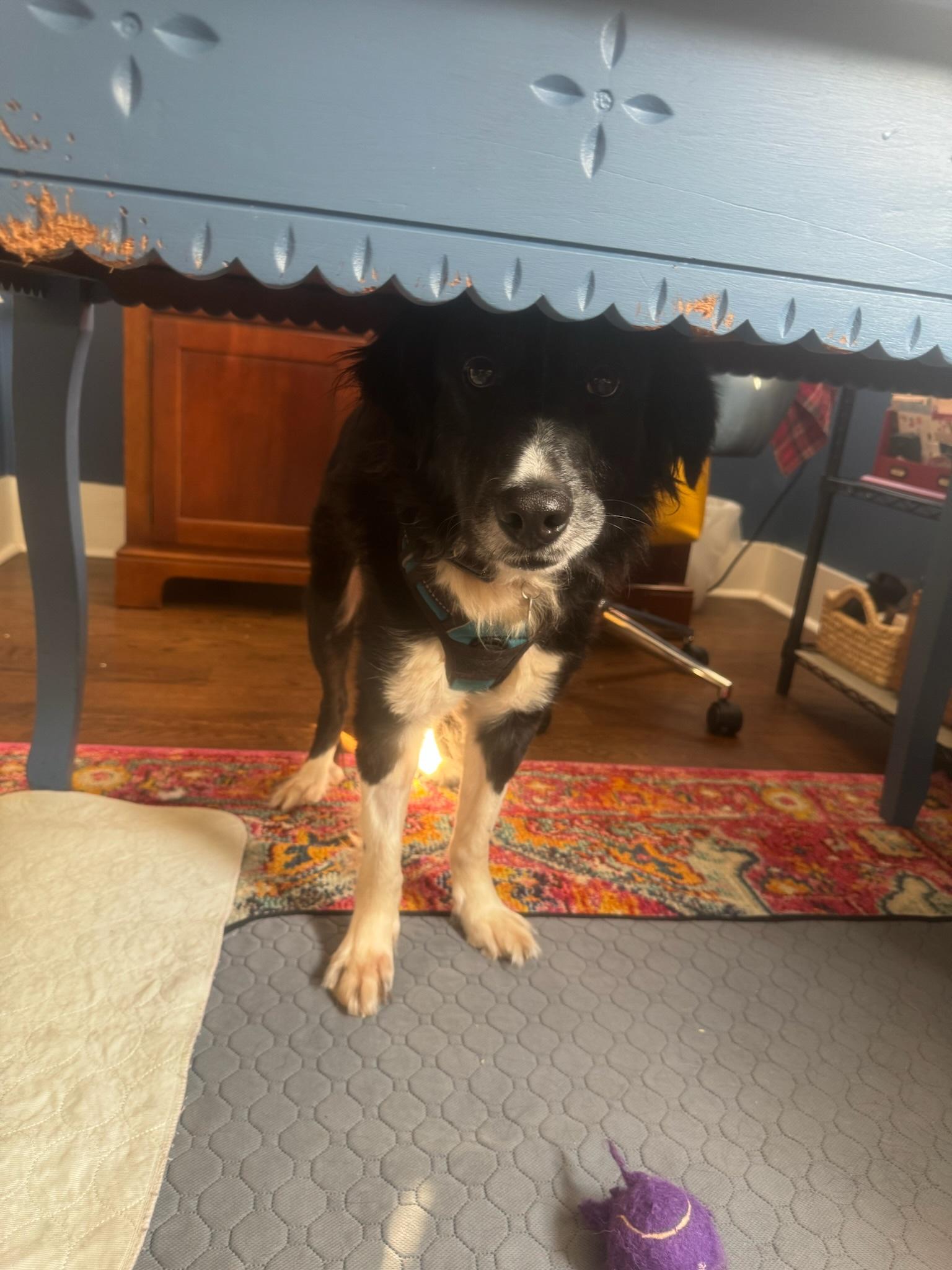 Enlarge Mr.Pickles, a Adoptable mixed breed in Nashville, TN image 4/5