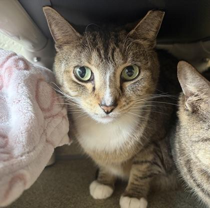 Babyface, Adoptable, Adult Male Domestic Medium Hair & Domestic Short Hair.