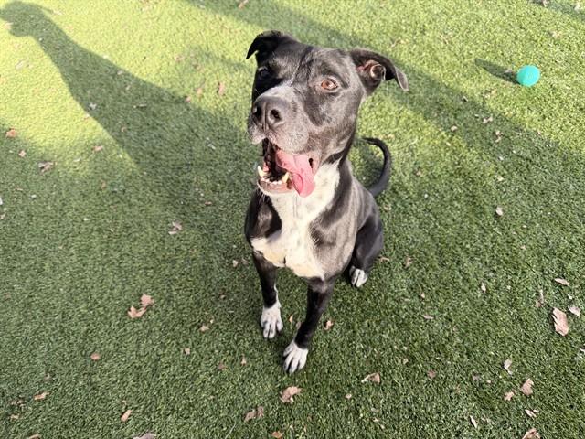 Enlarge MIDNIGHT SNACK, a Adoptable Mixed Breed in Garland, TX image 1/1