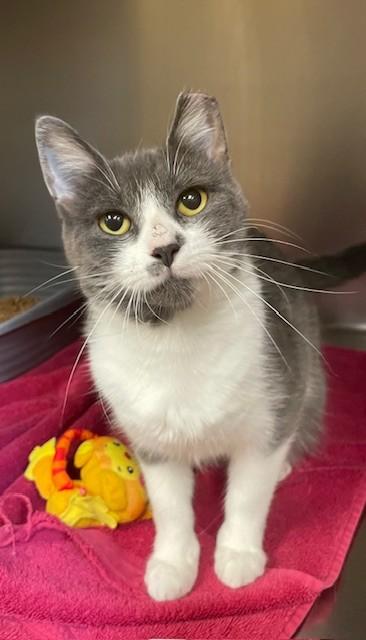 Sheba, adopted, Adult Female Domestic Short Hair.