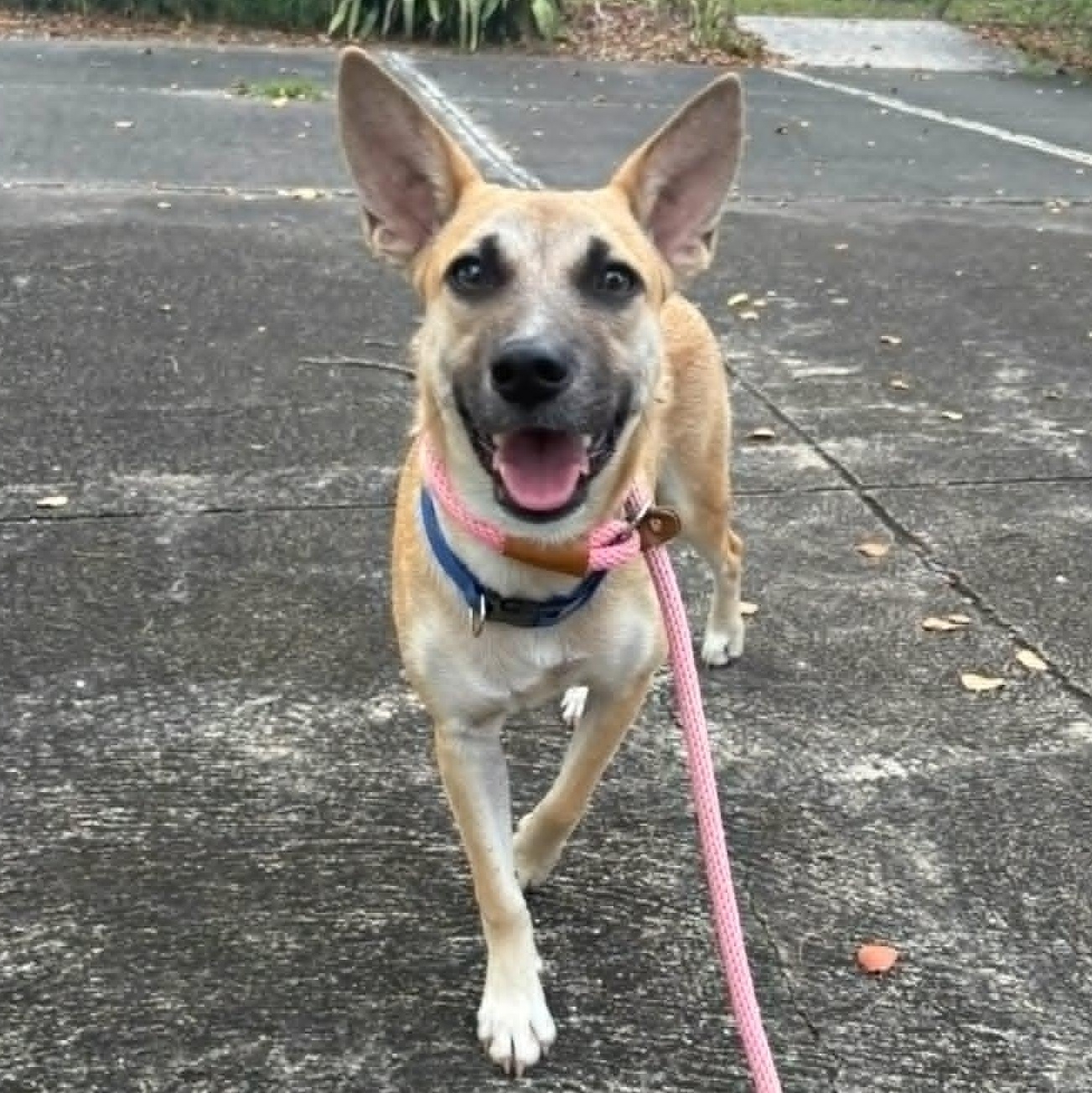 Minnie, ADOPTABLE, Young Female German Shepherd Dog.