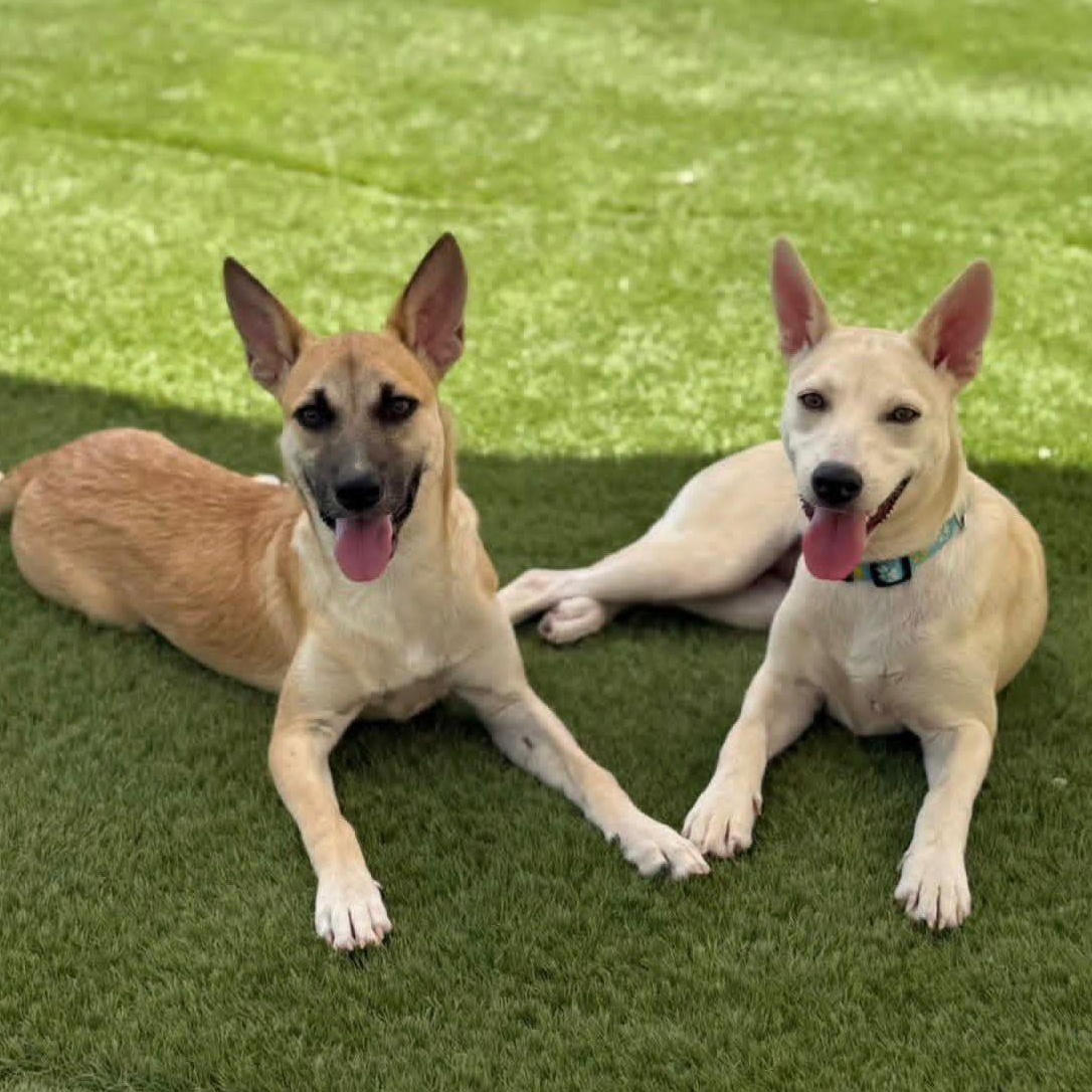 Minnie, a ADOPTABLE mixed breed in Baltimore, MD image 2/6