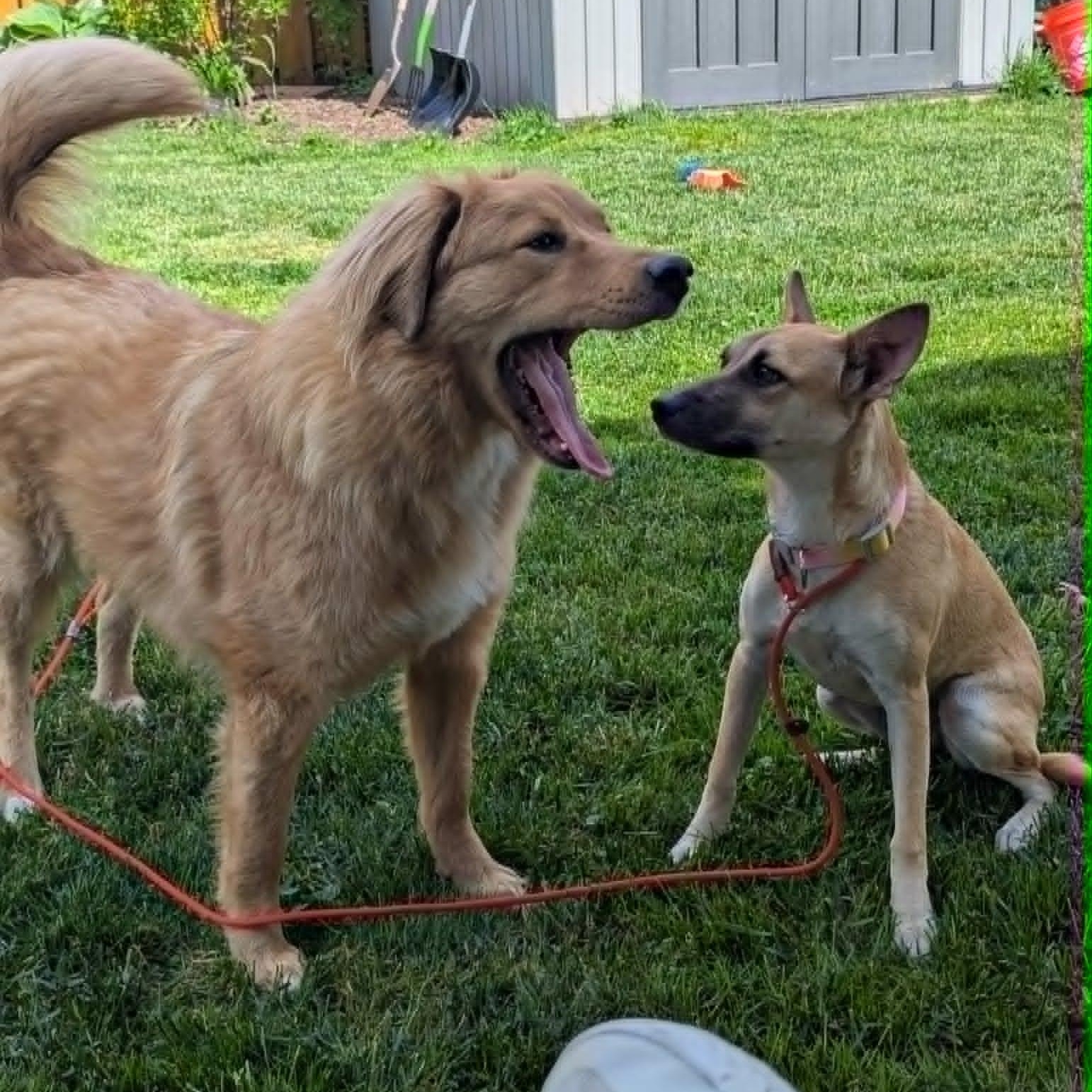 Minnie, a ADOPTABLE mixed breed in Baltimore, MD image 5/6