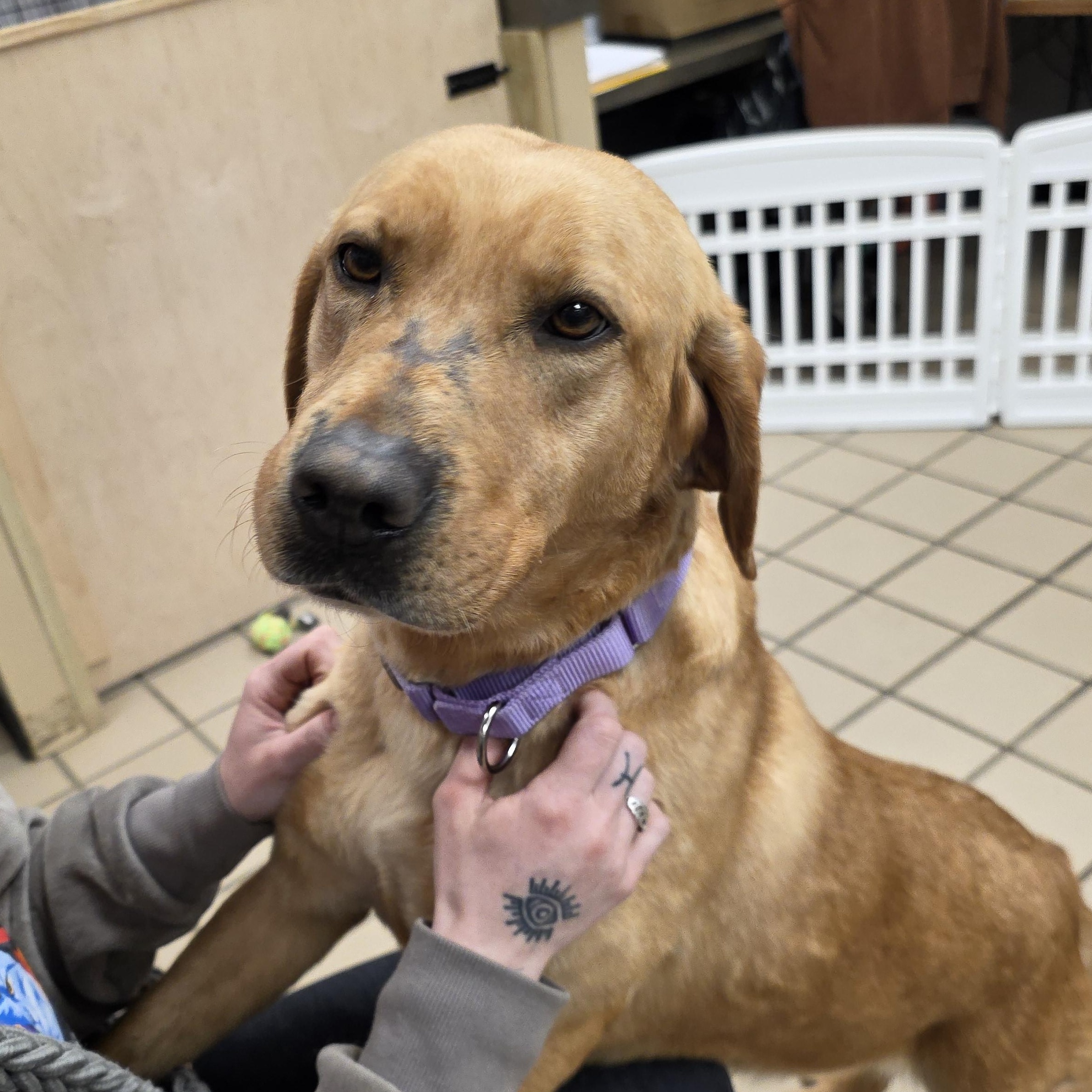 Enlarge Ariel (Bonded with Lightning), an adopted Yellow Labrador Retriever in Renfrew, PA image 4/6