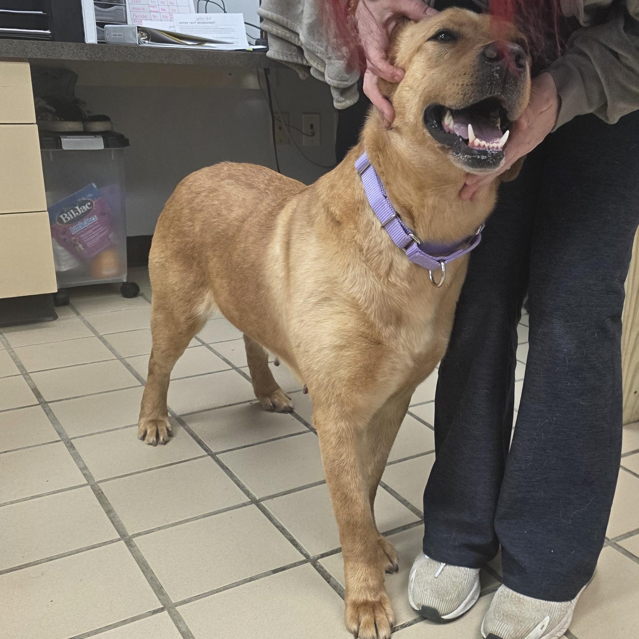 Enlarge Ariel (Bonded with Lightning), an adopted Yellow Labrador Retriever in Renfrew, PA image 3/6