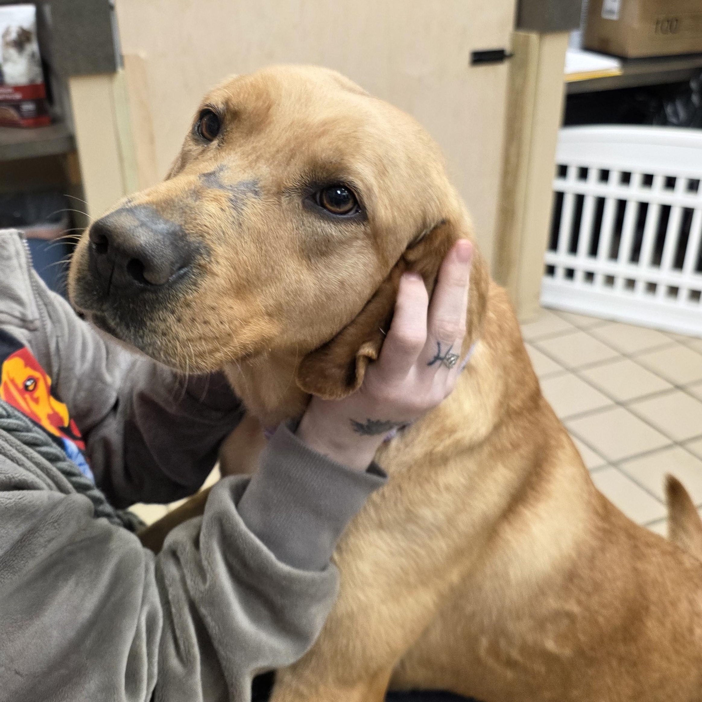 Enlarge Ariel (Bonded with Lightning), an adopted Yellow Labrador Retriever in Renfrew, PA image 2/6