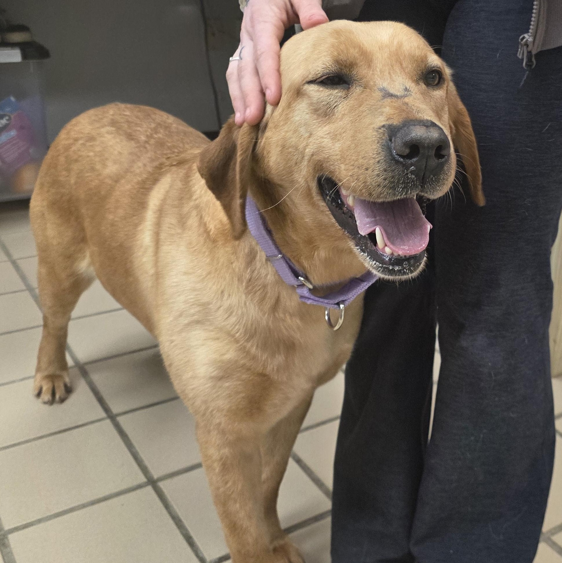 Ariel (Bonded with Lightning), adopted, Adult Female Yellow Labrador Retriever.