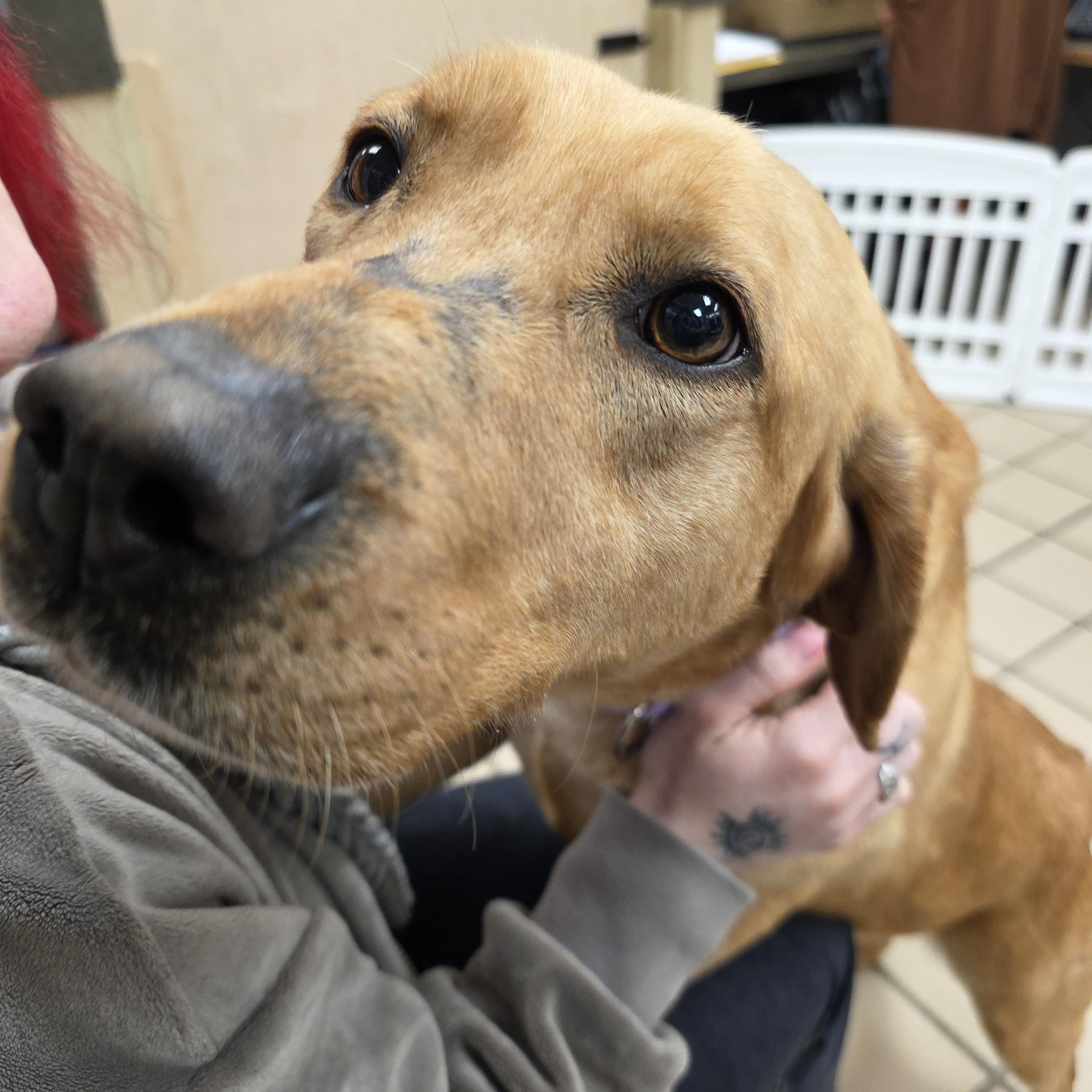 Enlarge Ariel (Bonded with Lightning), an adopted Yellow Labrador Retriever in Renfrew, PA image 5/6