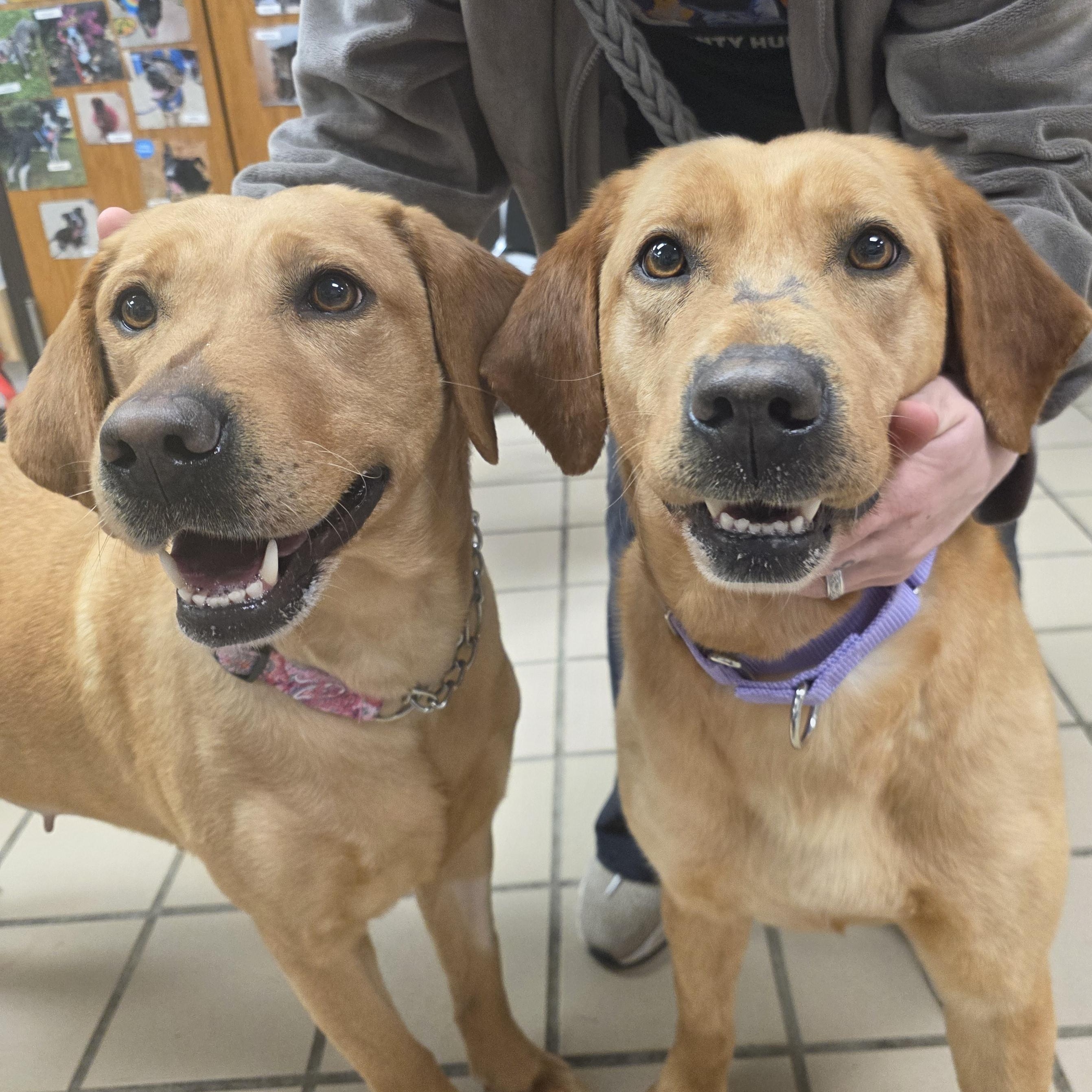 Enlarge Ariel (Bonded with Lightning), an adopted Yellow Labrador Retriever in Renfrew, PA image 6/6