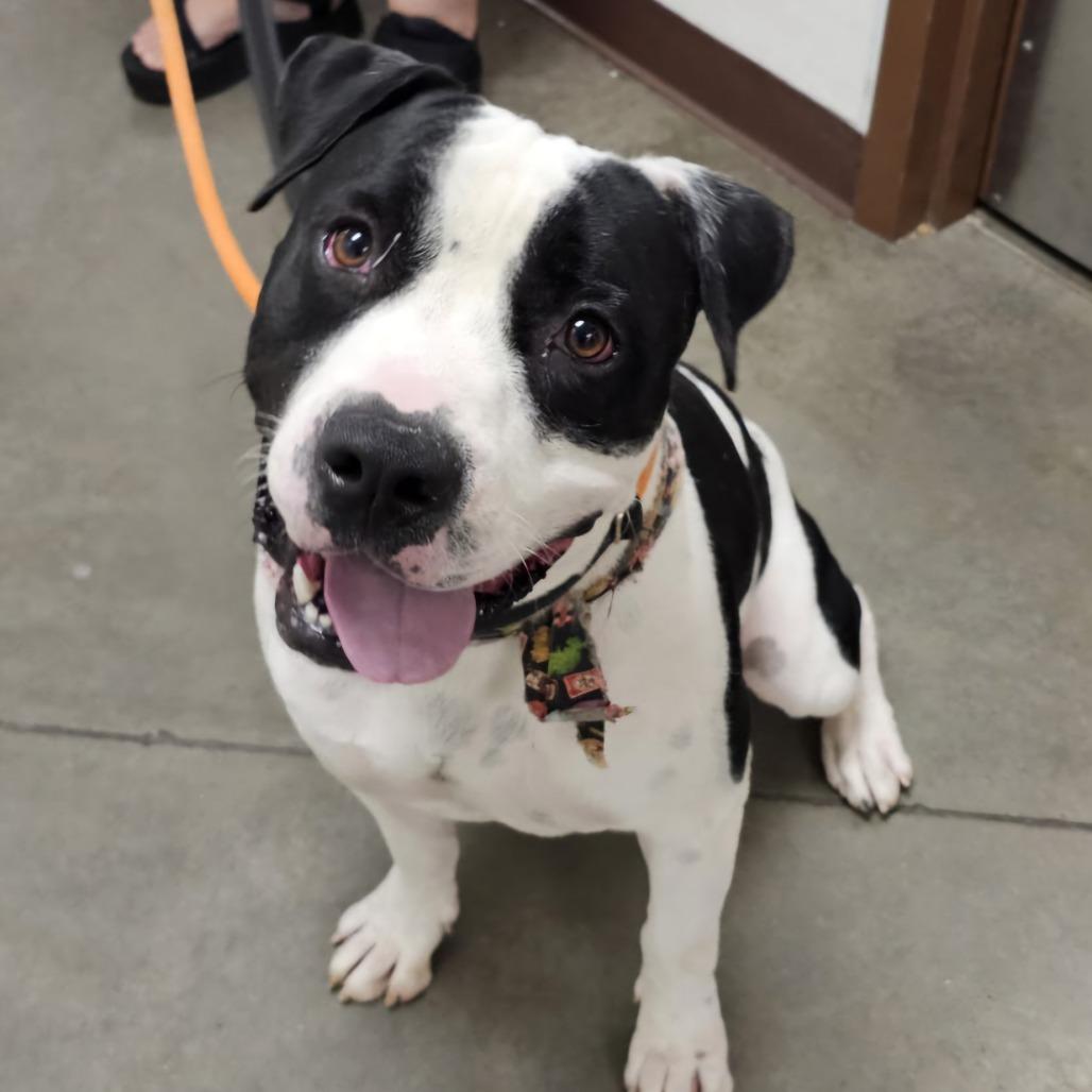 Enlarge Apollo, a Adoptable mixed breed in Chandler, AZ image 1/6