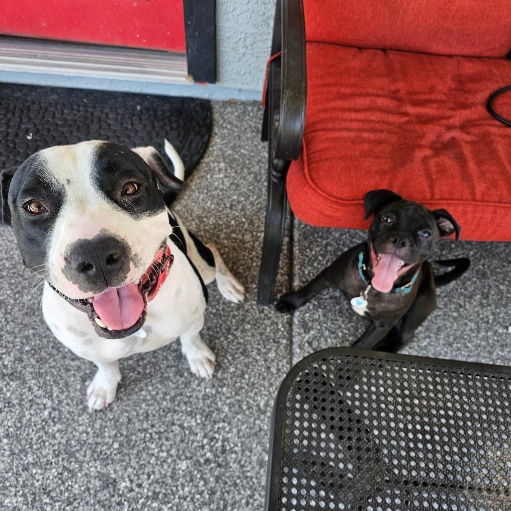 Enlarge Apollo, a Adoptable mixed breed in Chandler, AZ image 2/6