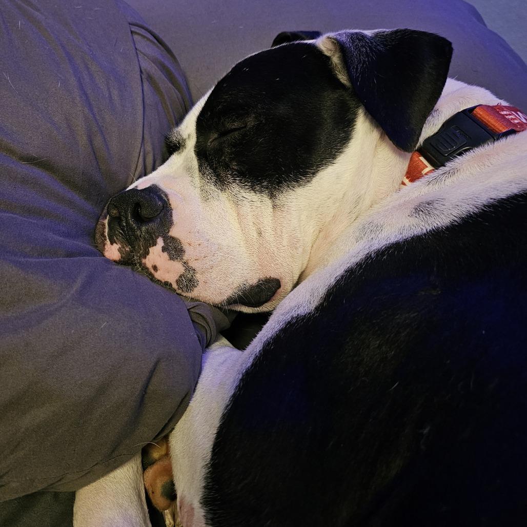 Enlarge Apollo, a Adoptable mixed breed in Chandler, AZ image 3/6