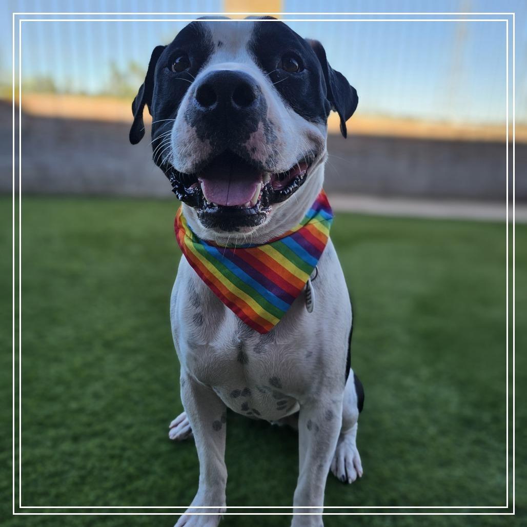 Enlarge Apollo, a Adoptable mixed breed in Chandler, AZ image 4/6