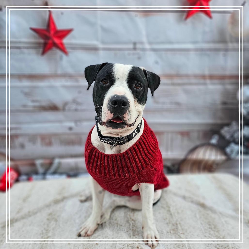 Enlarge Apollo, a Adoptable mixed breed in Chandler, AZ image 5/6