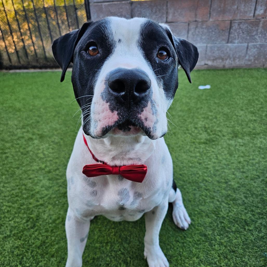 Enlarge Apollo, a Adoptable mixed breed in Chandler, AZ image 6/6