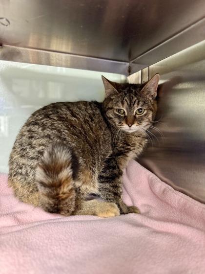 Enlarge Maizie (STRAY), a ADOPTABLE Domestic Short Hair in Midland, MI image 1/1