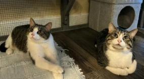 Patches & Squeaks, ADOPTABLE, Adult Male Domestic Short Hair.