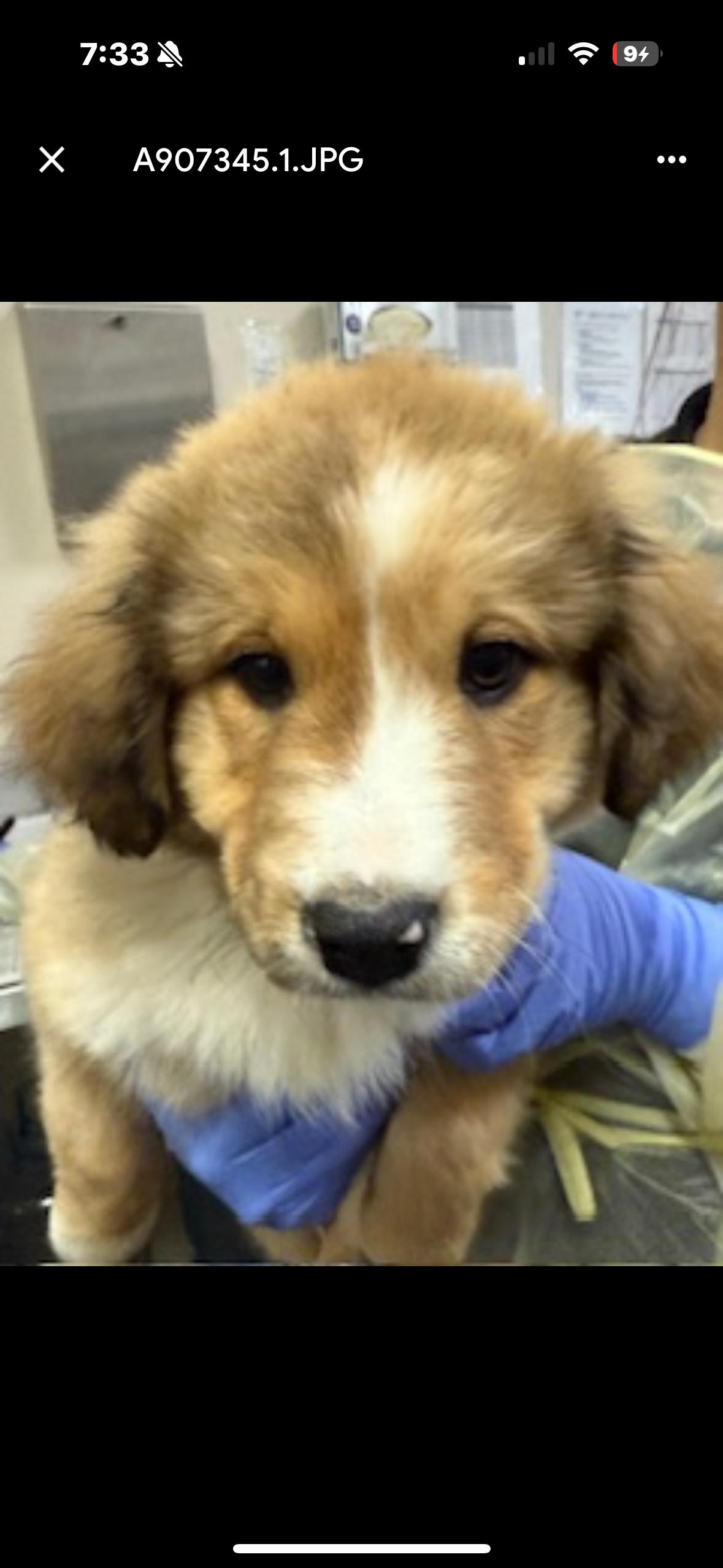 Enlarge Comet, a ADOPTABLE mixed breed in Herald, CA image 1/2