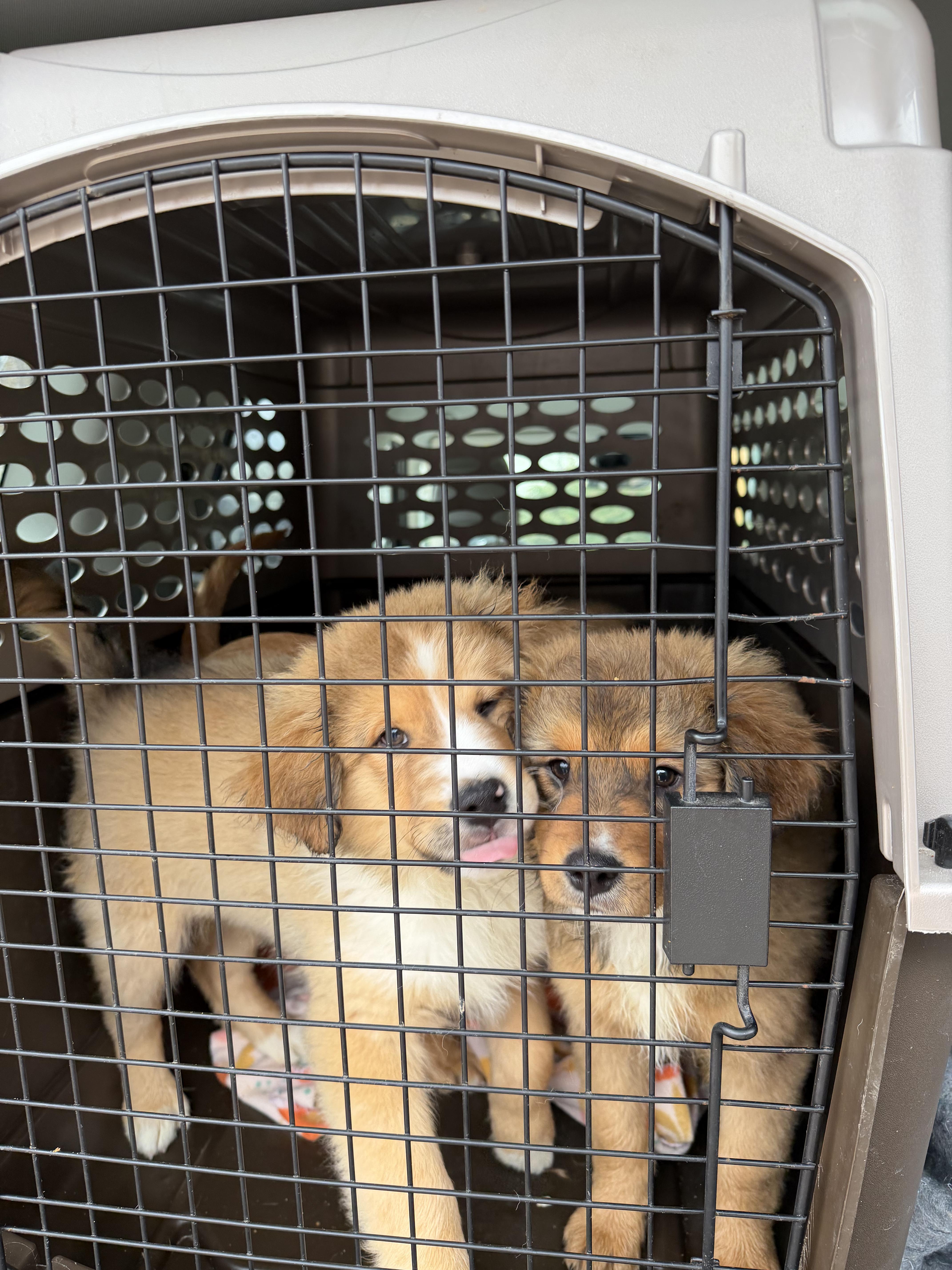 Enlarge Comet, a ADOPTABLE mixed breed in Herald, CA image 2/2