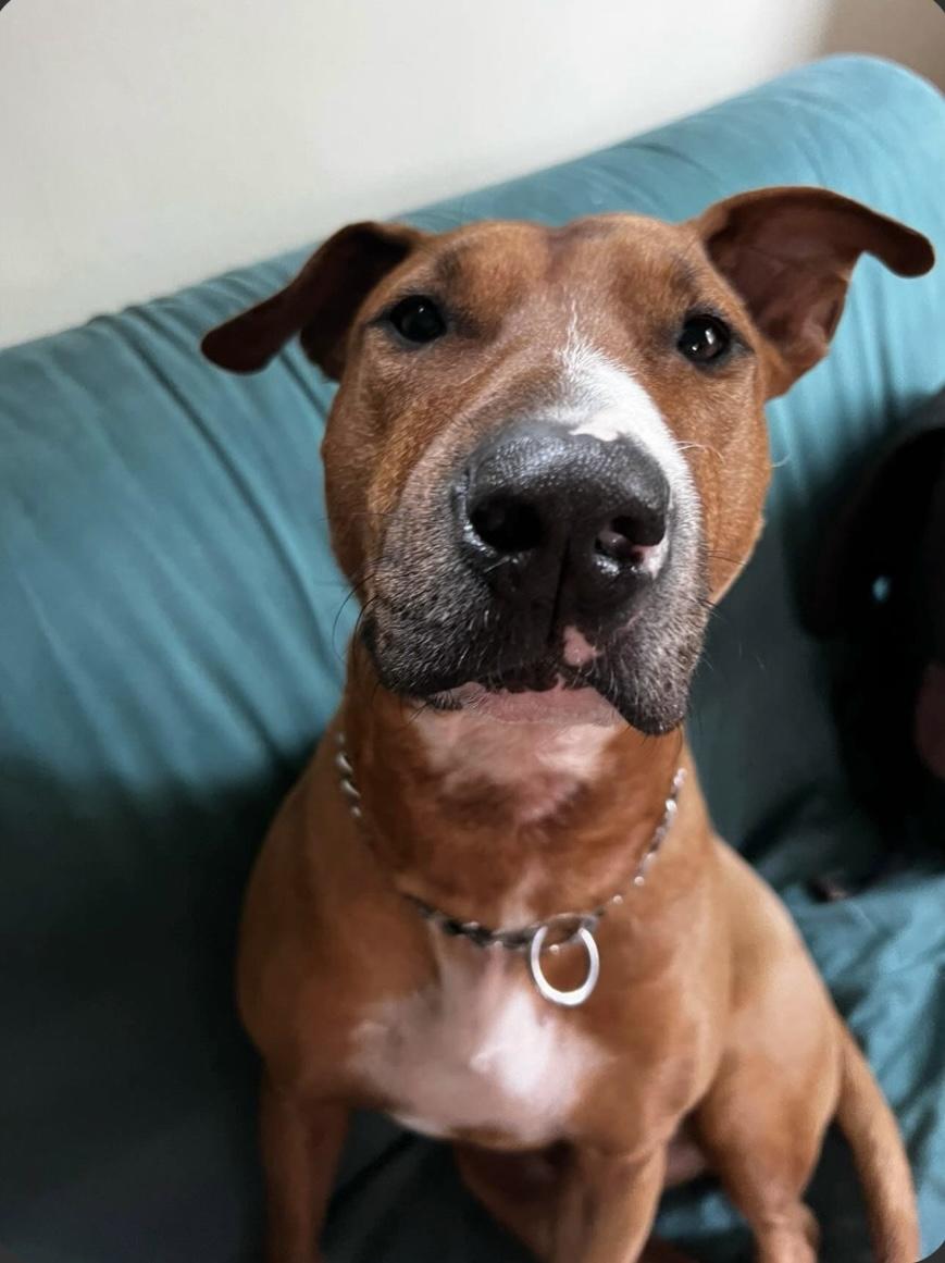 Red "Chopper ", a Adoptable mixed breed in Cottage Grove, OR image 1/5