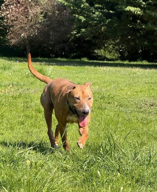 Red "Chopper ", a Adoptable mixed breed in Cottage Grove, OR image 2/5