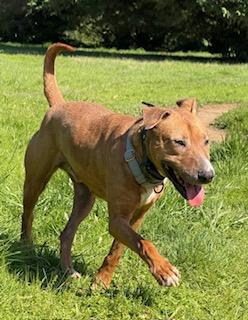 Red "Chopper ", a Adoptable mixed breed in Cottage Grove, OR image 3/5
