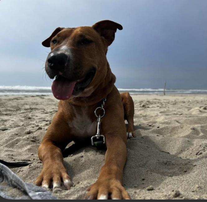 Red "Chopper ", a Adoptable mixed breed in Cottage Grove, OR image 5/5