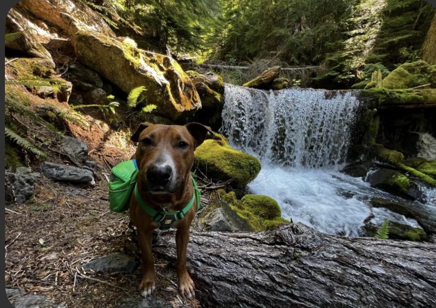 Red "Chopper ", a Adoptable mixed breed in Cottage Grove, OR image 4/5