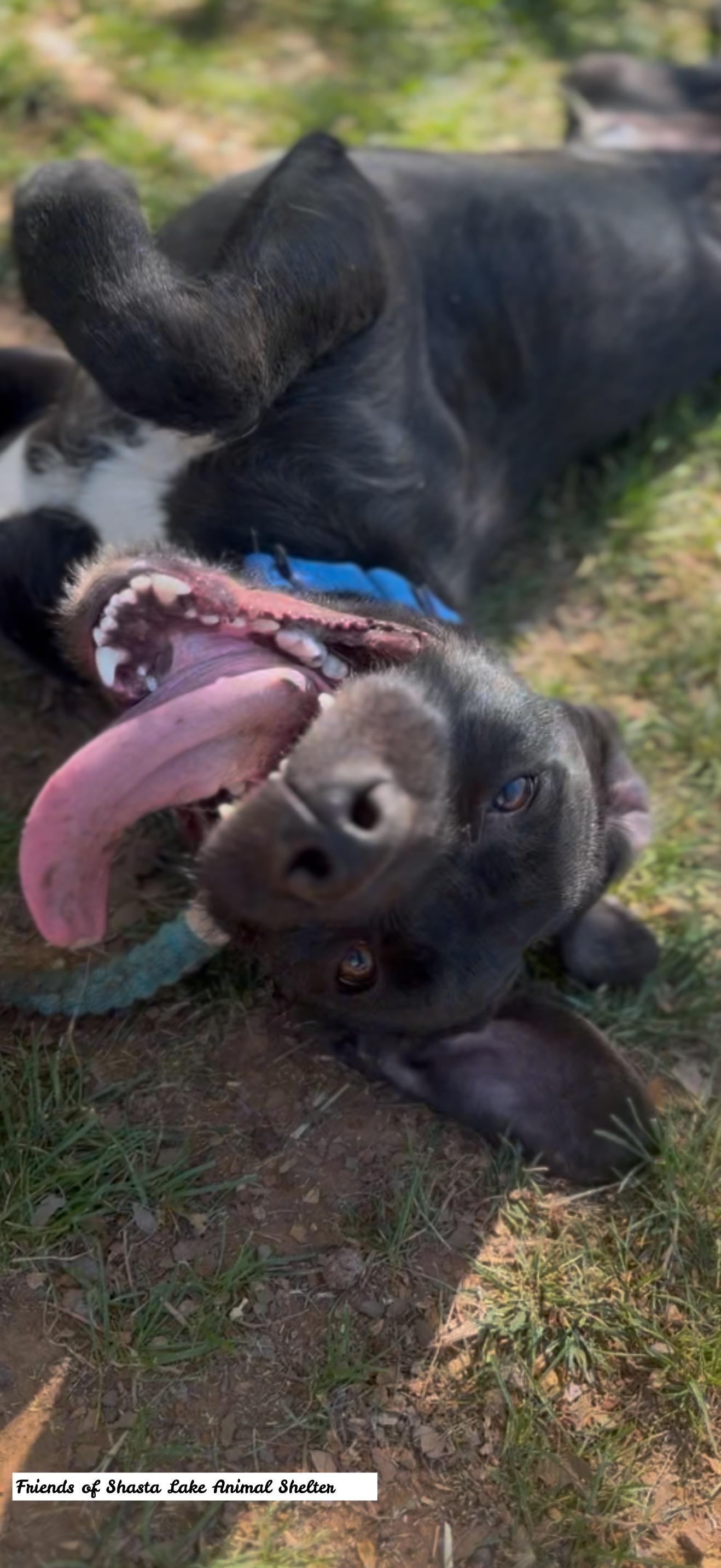 Enlarge Louie, a ADOPTABLE mixed breed in Shasta Lake, CA image 2/3