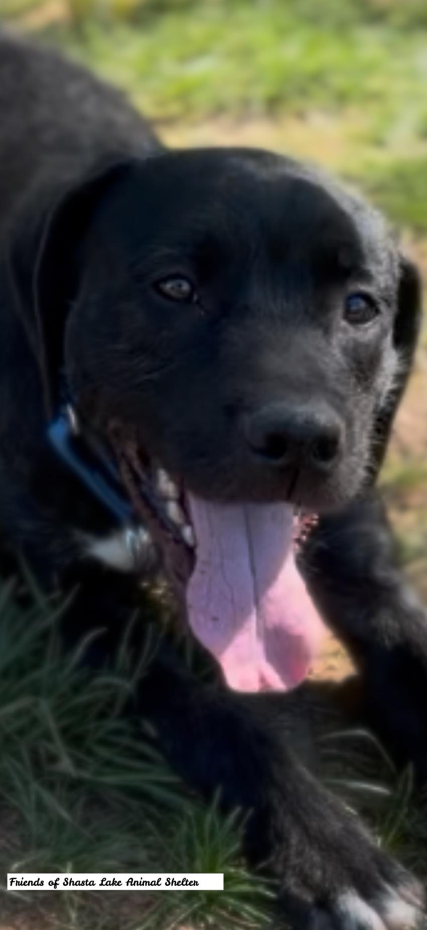 Enlarge Louie, a ADOPTABLE mixed breed in Shasta Lake, CA image 3/3