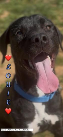 Enlarge Louie, a ADOPTABLE mixed breed in Shasta Lake, CA image 1/3