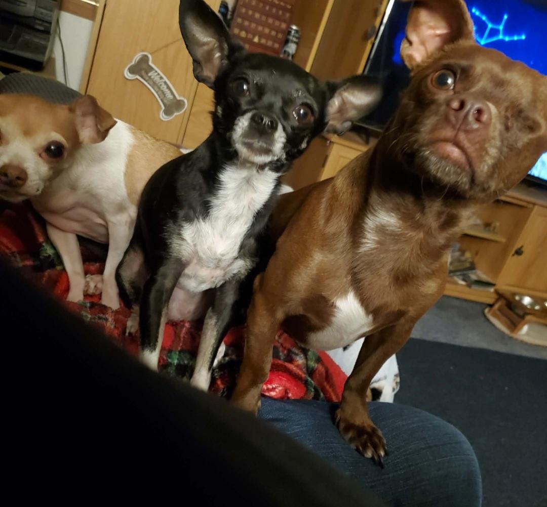 Enlarge Stu, a ADOPTABLE Chihuahua in Tacoma, WA image 2/2