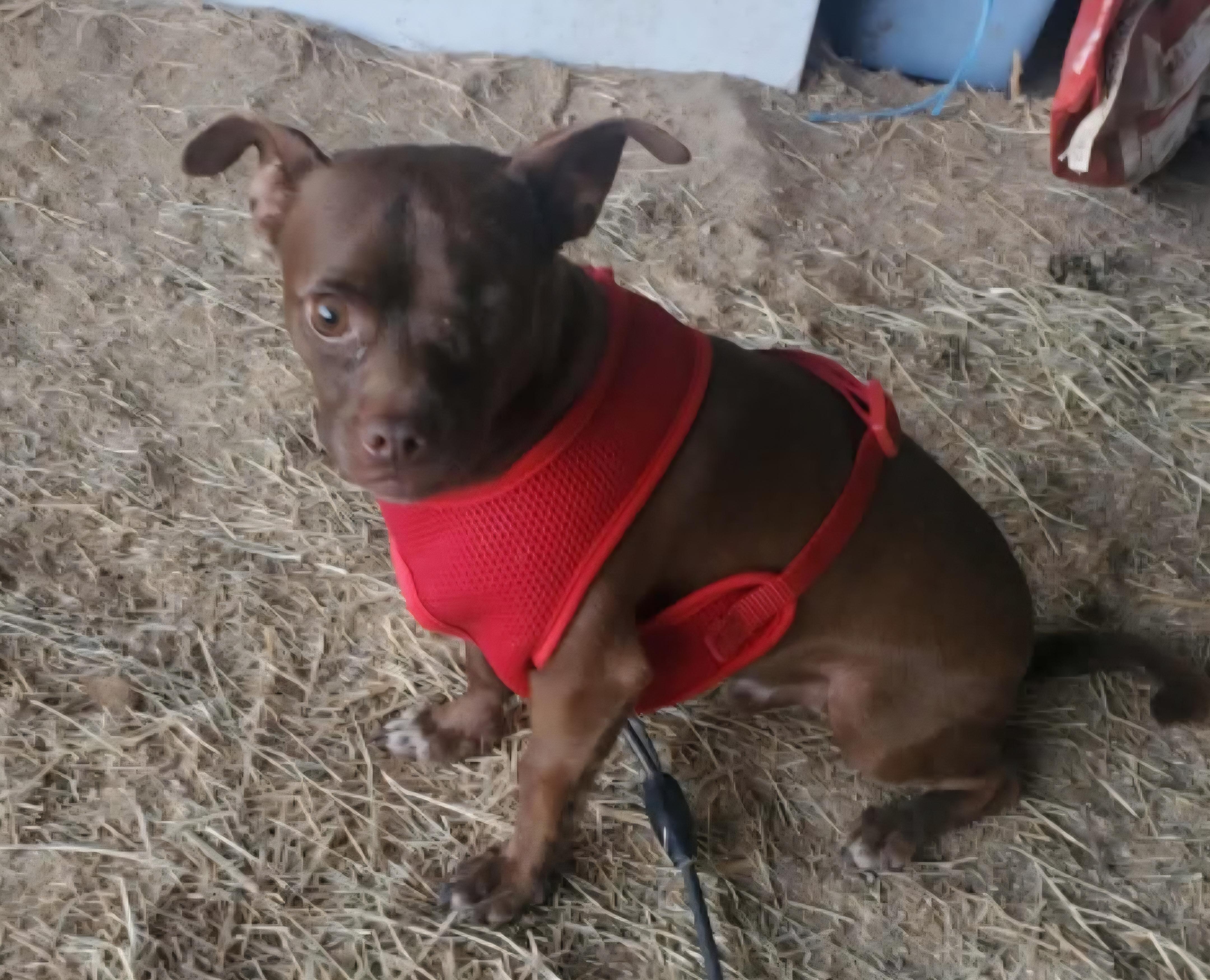 Stu, ADOPTABLE, Adult Male Chihuahua.