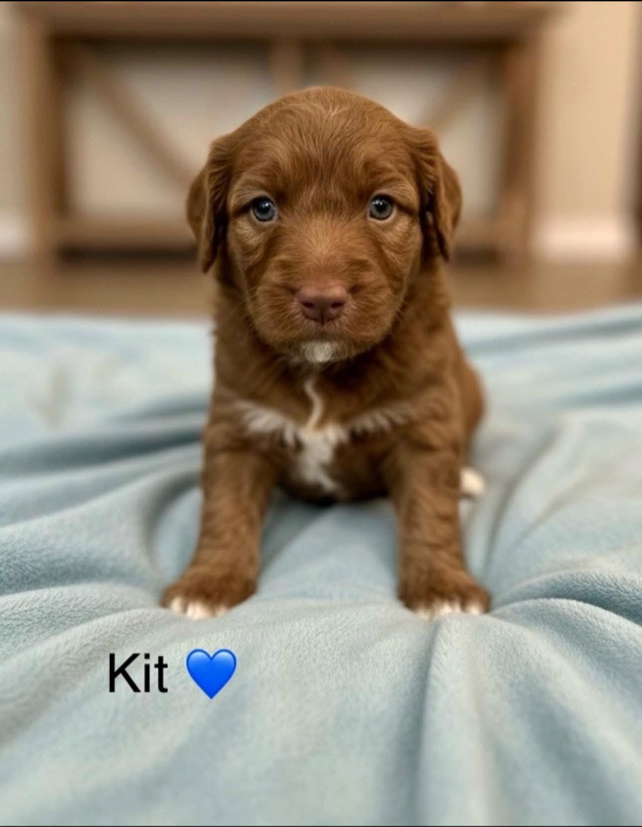 Kit , a Adoptable mixed breed in Rockwall, TX image 2/4