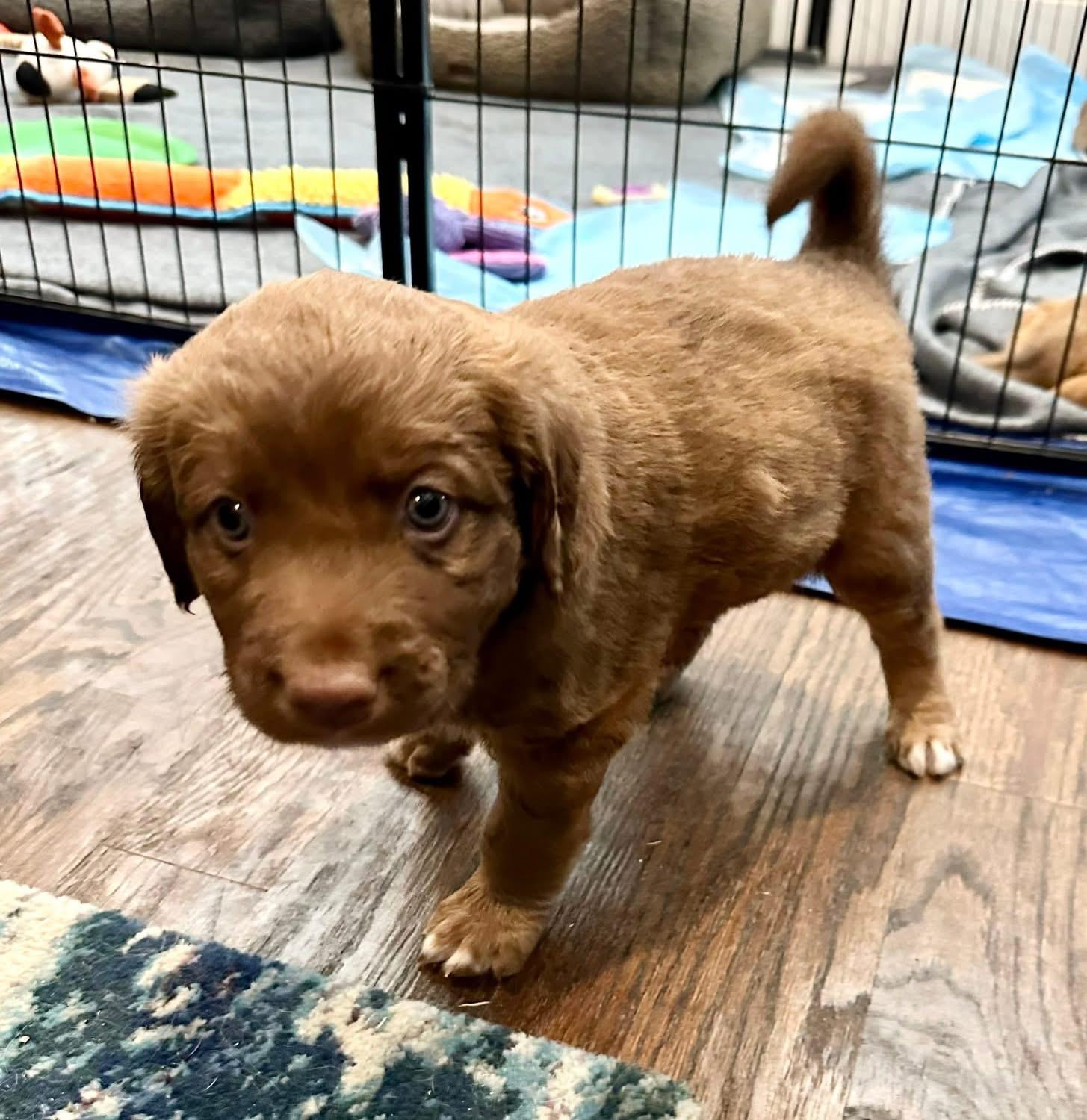 Kit , a Adoptable mixed breed in Rockwall, TX image 4/4