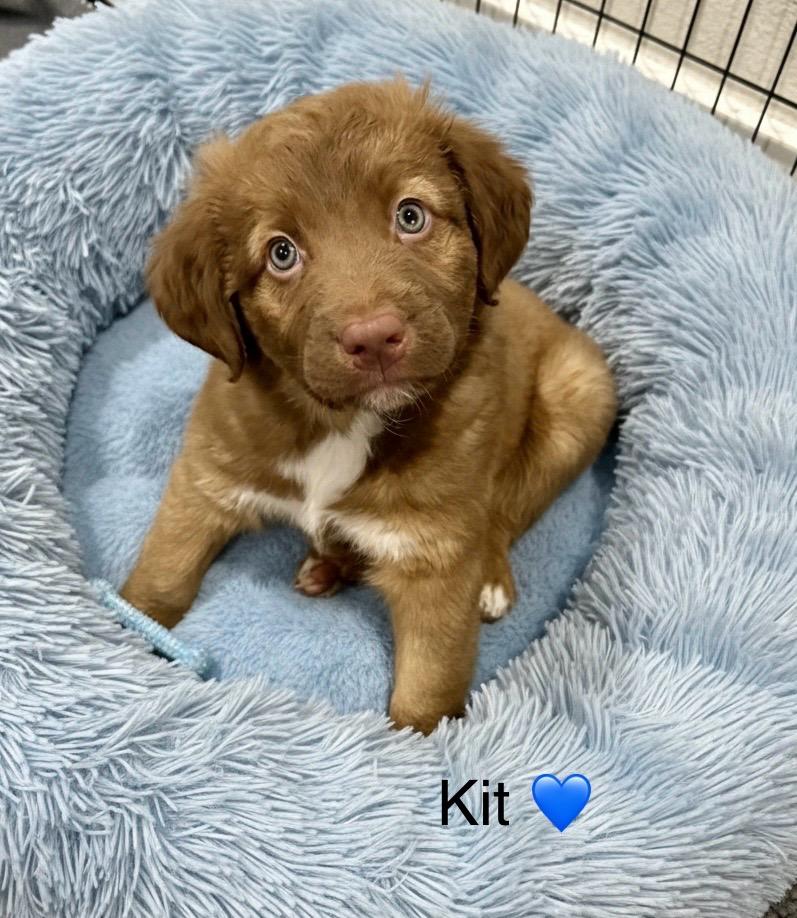 Kit , Adoptable, Puppy Male Australian Shepherd.