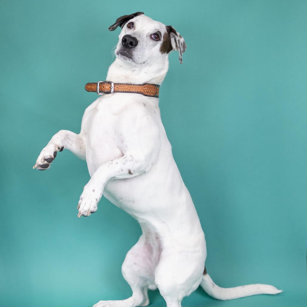 Enlarge Mandy, a Adoptable Mixed Breed in Portland, OR image 1/3