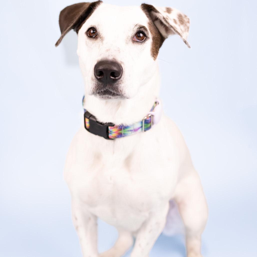 Enlarge Mandy, a Adoptable Mixed Breed in Portland, OR image 1/1