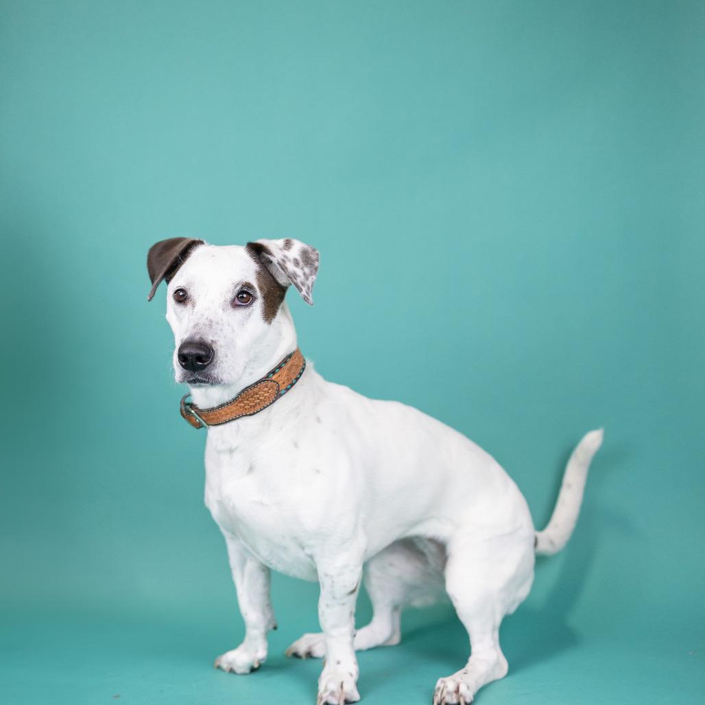 Enlarge Mandy, a Adoptable Mixed Breed in Portland, OR image 3/3